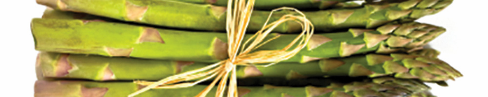 A dozen light to medium green stalks of Jersey Knight asparagus bundled together with twine.