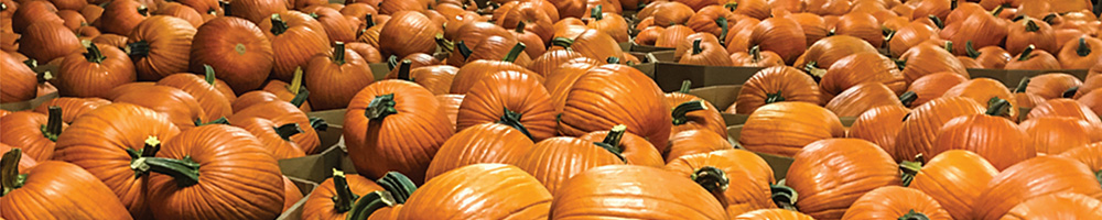 Image of hundreds of Bayhorse Gold pumpkins in bins for shipping.