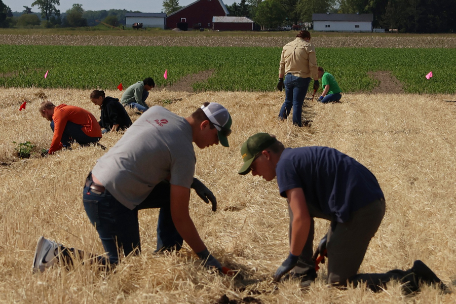 Members of our summer crew transplanting pumpkins in to a straw-stubble covered field.