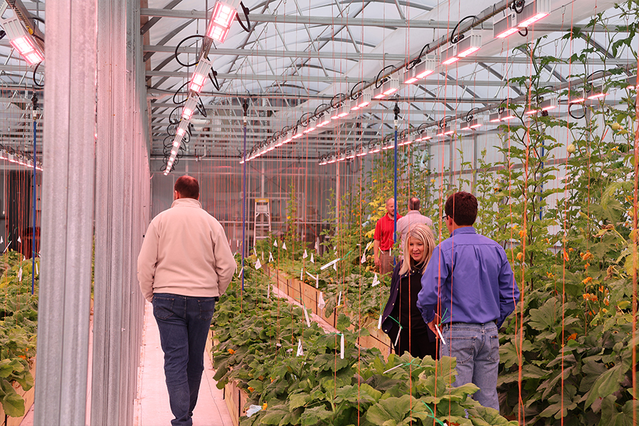 A look inside Rupp Seeds new greenhouse. Rows of pumpkins and squash are pictured.