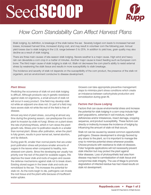 Screen shot image of SeedSCOOP publication discussing how corn standability can affect harvest plans.