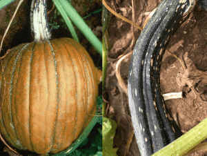 Photo of a pumpkin and stem showing Plectospoium blight