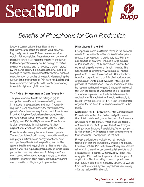 Screen shot image of SeedSCOOP publication discussing the benefits of phosphorus for corn production.