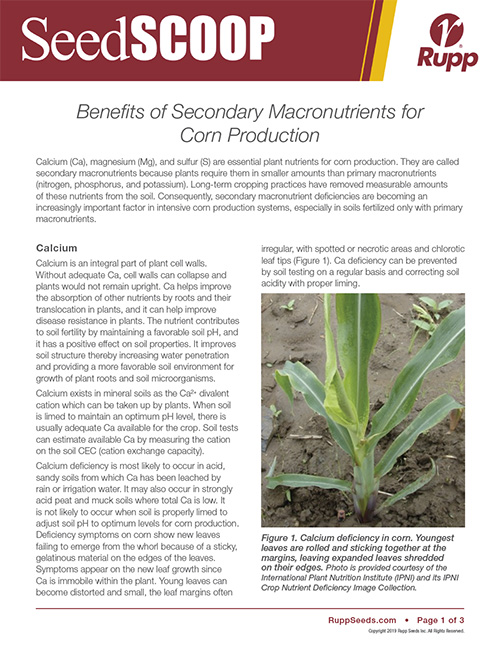 Screen shot image of SeedSCOOP publication discussing the benefits of secondary macronutrients for corn production.