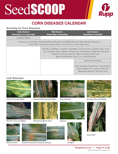 Screen shot image of SeedSCOOP publication discussing corn diseases and when to scout.
