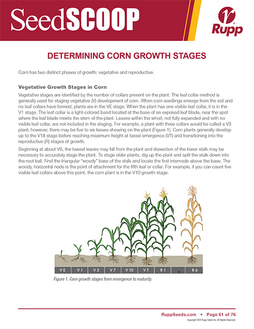 Screen shot image of SeedSCOOP publication discussing how to determine corn growth stages.
