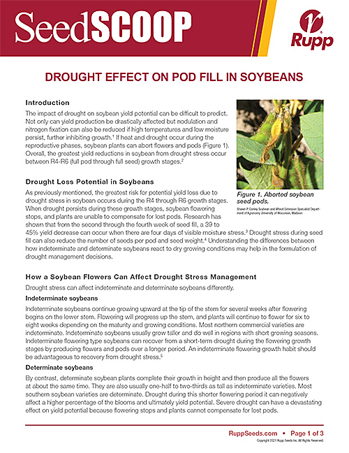 Screen shot image of SeedSCOOP publication discussing drought effect on pod fill in soybeans.