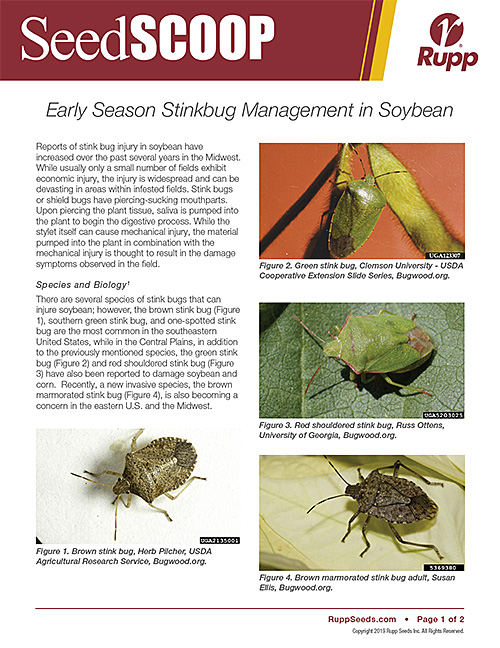 Screen shot image of SeedSCOOP publication discussing early season stinkbug management in soybean.