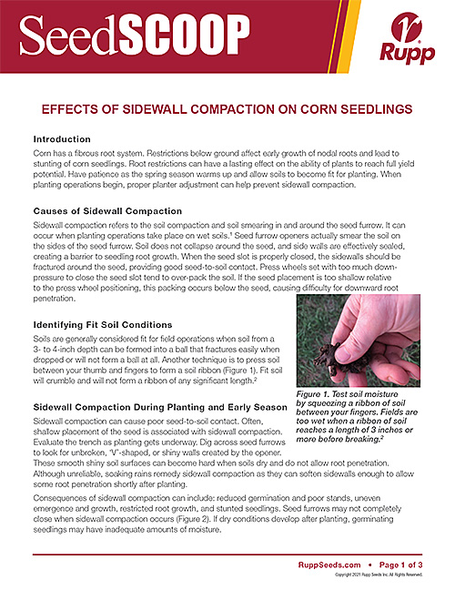 Screen shot image of SeedSCOOP publication discussing the effects of sidewall compaction on corn seedlings.