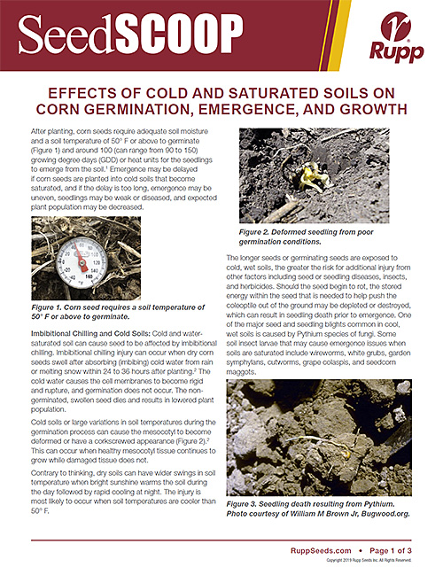 Screen shot image of SeedSCOOP publication discussing the effects of cold and saturated soils on corn germination, emergence and growth