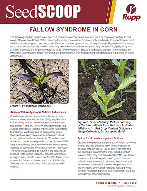 Screen shot image of SeedSCOOP publication discussing Fallow Syndrome in corn.
