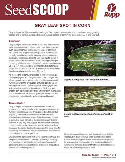 Screen shot image of SeedSCOOP publication gray leaf spot in corn.