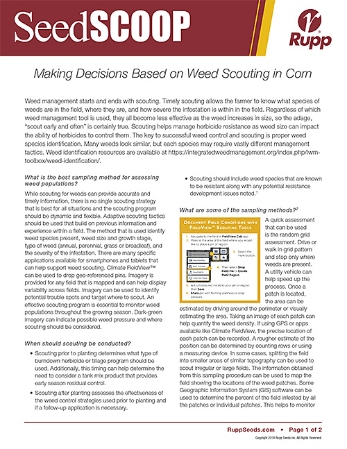 Screen shot image of SeedSCOOP publication discussing how to make decisions based on weed scouting in corn.