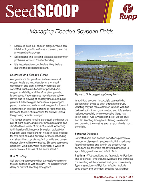 Screen shot image of SeedSCOOP publication discussing the management of flooded soybean fields.