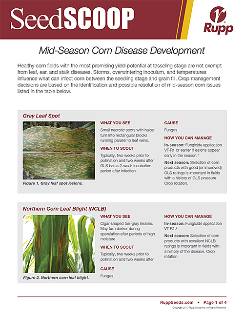 Screen shot image of SeedSCOOP publication discussing mid-season corn disease development.