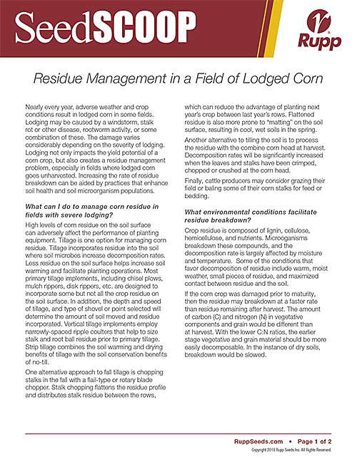 Screen shot image of SeedSCOOP publication discussing residue management in a field of lodged corn.