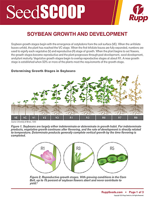 Screen shot image of SeedSCOOP publication discussing soybean growth and development.