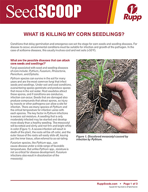 Screen shot image of SeedSCOOP publication discussing what is killing your corn seedlings.
