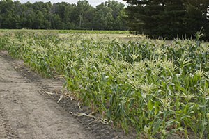 Photo of Rupp Seeds cold soil sweet corn test plot.
