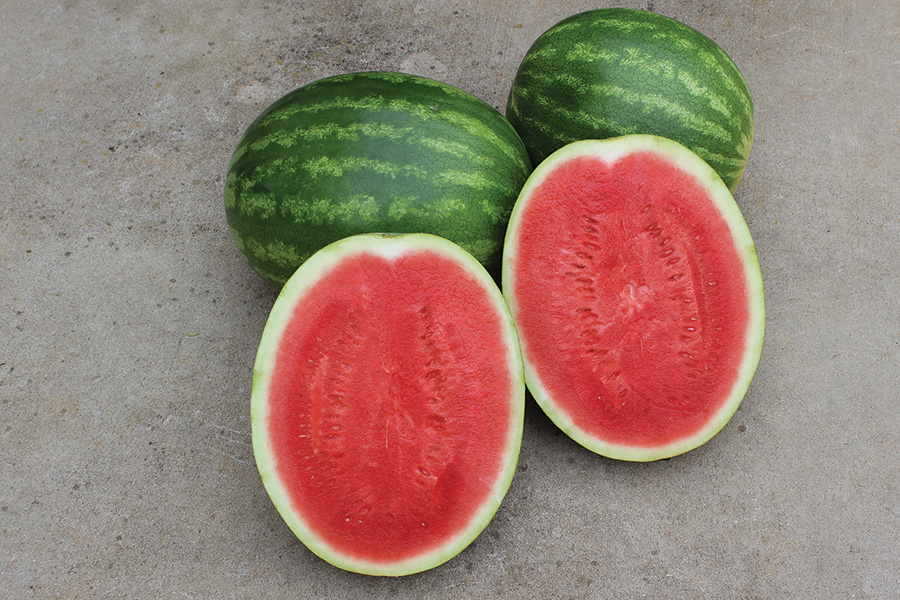 Can you plant seedless watermelon seeds information